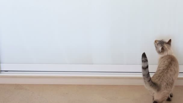 Тайська кішка, спінінг і нявкає. — стокове відео