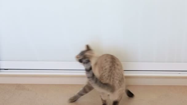 Thaï chat filature 