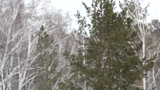 Schneefall inmitten der Kiefern. — Stockvideo