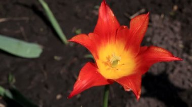 Lale zambak çiçekli.