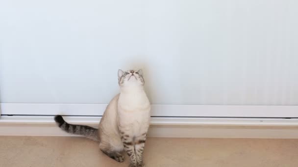 Тайский кот качает головой (наблюдает за объектом ). — стоковое видео