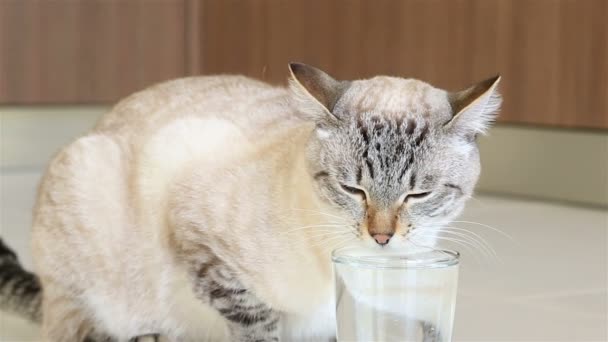 Тайский кот пьет чистую воду . — стоковое видео