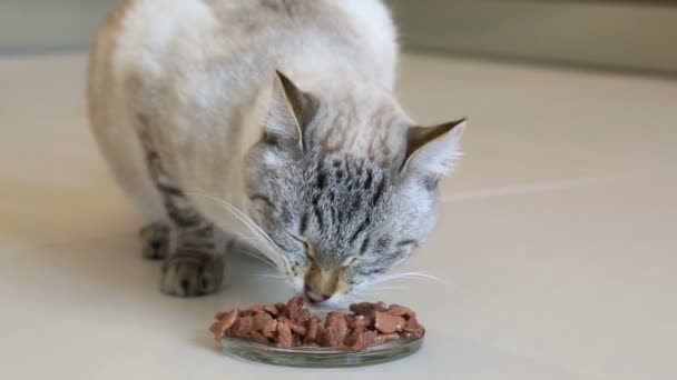 Thailändische Katze frisst Dosenfleisch. — Stockvideo