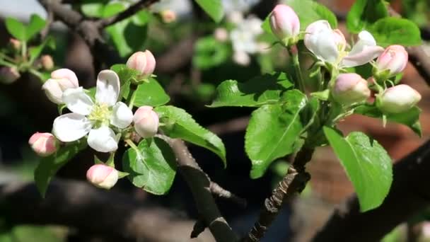 정원에서 꽃에서 사과 나무. — 비디오