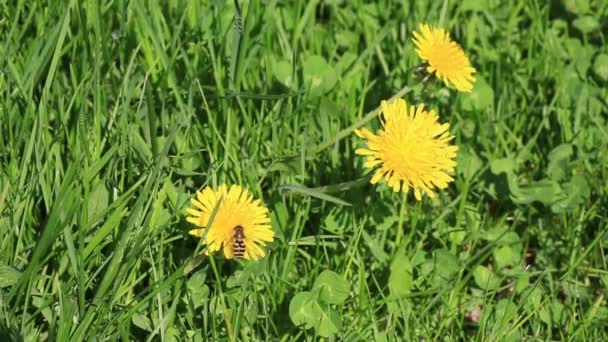 Żółte kwiaty mniszek w trawie. — Wideo stockowe