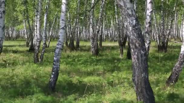 Birch grove in the spring. — Stock Video