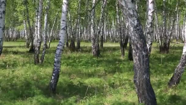 Huş grove bahar. — Stok video