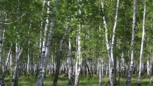 Birch Grove na primavera . — Vídeo de Stock