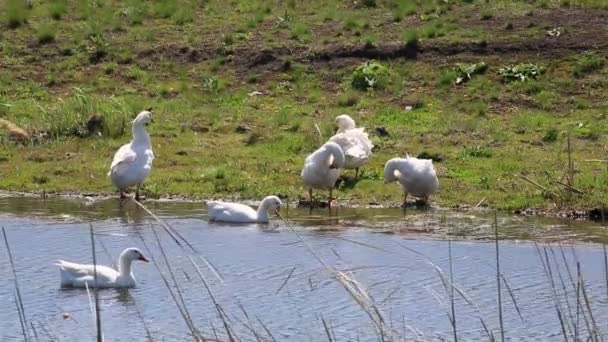 Oche domestiche bianche spruzzano nello stagno . — Video Stock