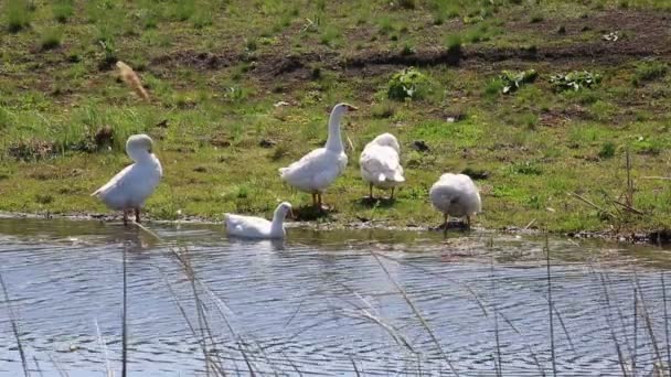 Gansos domésticos blancos chapotean en el estanque . — Vídeos de Stock