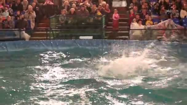 Skok delfinów butlonosych z wody. — Wideo stockowe