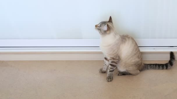 Тайська кішка трясе голову (монітори об'єкт). — стокове відео