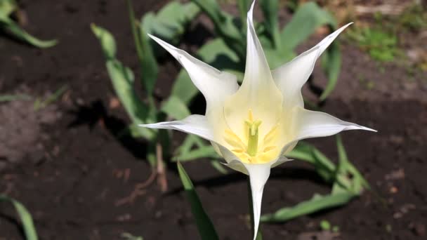 Lily-flowered tulip. — Stock Video