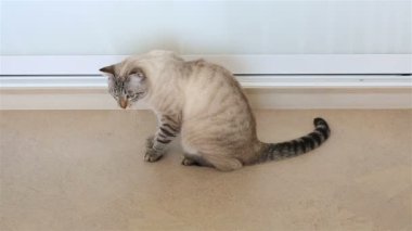 Tay kedi (monitör nesne başını sallar).