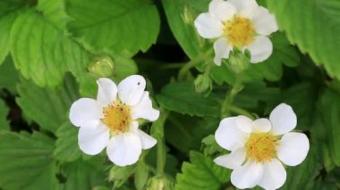 Bahçe çilek çiçekleri bush.