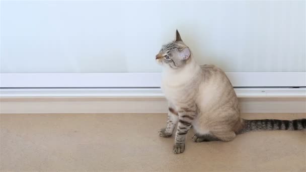 Thai cat shakes his head (monitors the object). — Stock Video