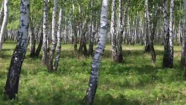 Birch grove in the spring. — Stock Video