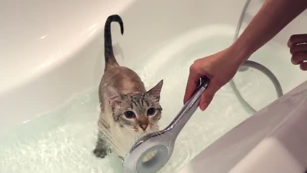 Lavaggio del gatto tailandese in bagno . — Video Stock