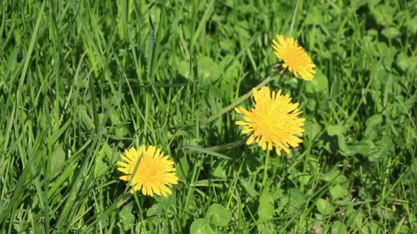 Gelbe Löwenzahnblüten im Gras. — Stockvideo