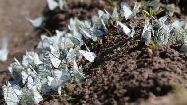 Svart vandrande vita fjärilar (aporia crataegi) dricka vatten. — Stockvideo