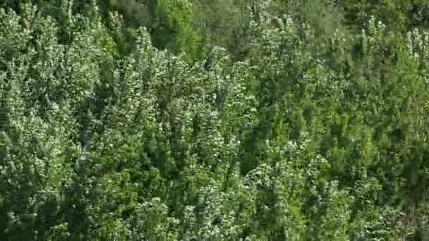 Strong wind shakes the trees. — Stock Video