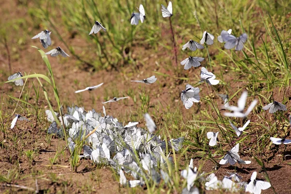 Чорнобривці Білі метелики (Aporia crataegi) п'ють воду . — стокове фото