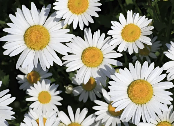 Chamomile. Beautiful flowers in the garden. — Stock Photo, Image