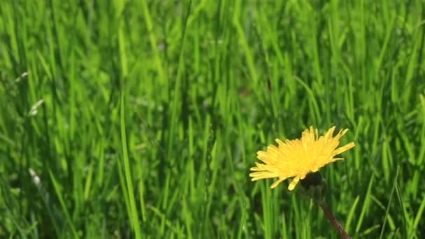 Желтые одуванчики в траве . — стоковое видео