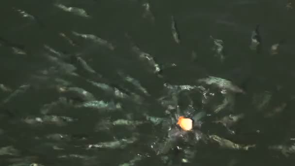 지중해 쫓 고 빵 한 조각에 물고기의 학교. — стокове відео