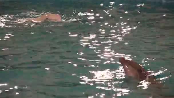 Beluga Walvis en bottlenose dolfijn wervelende in water (dans). — Stockvideo