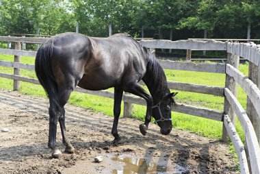 defne aygır bir tükenmez kalemle.