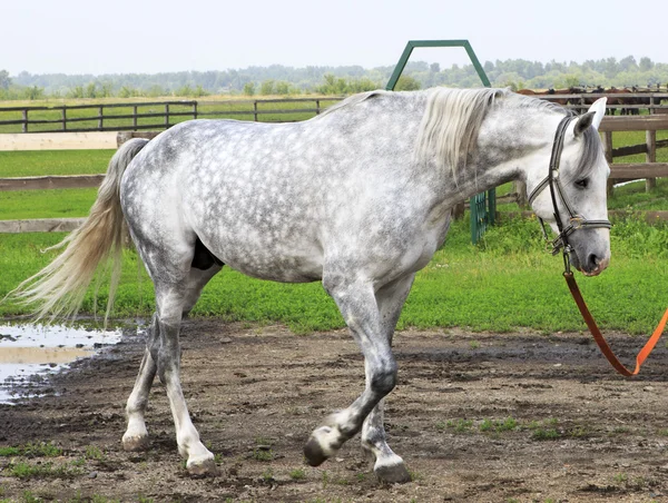 Beautiful Orlov stallion breed (Orlov Trotter). — Stock Photo, Image