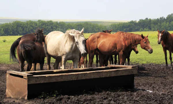 마시는 근처 foals와 mares. — 스톡 사진