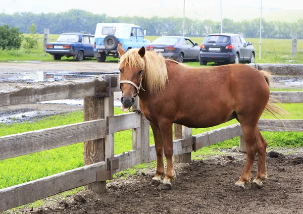 Ałtaj koni rasy pokazuje język (w porównaniu do nowoczesnych samochodów). — Zdjęcie stockowe