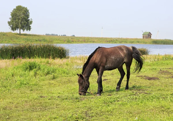 Cavalos pastam perto de uma lagoa . — Fotografia de Stock