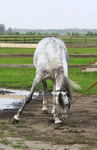 Beautiful Orlov stallion breed (Orlov Trotter). — Stock Photo, Image