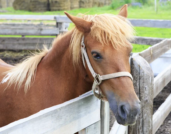 Altai breed of horse in the paddock. — Stock Photo, Image