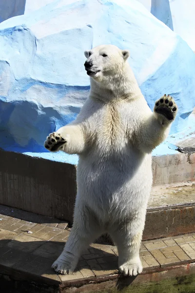 Niedźwiedź polarny stojący na tylnych nogach. — Zdjęcie stockowe