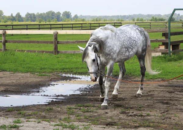 Güzel orlov aygır doğurmak (orlov trotter). — Stok fotoğraf