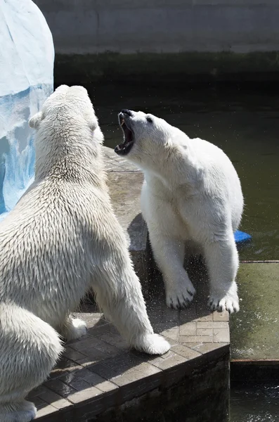 Two polar bears find out the relationship. — Stock Photo, Image