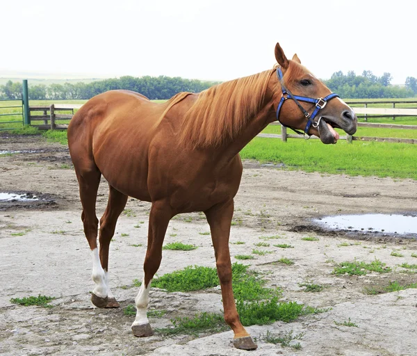 Hermoso caballo castaño semental raza británica (Thoroughbred ). —  Fotos de Stock