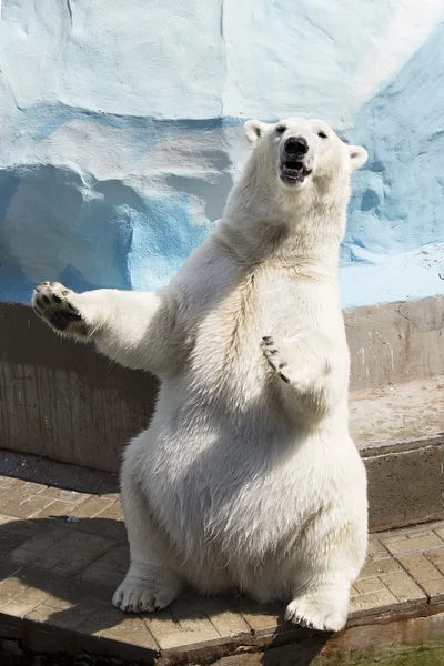 Polar bear zittend op zijn achterpoten Stockfoto