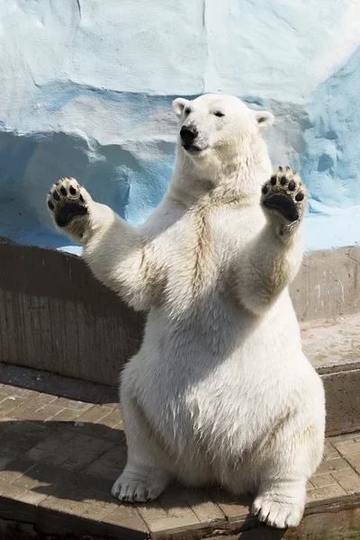 坐在它的后腿上的北极熊 免版税图库照片