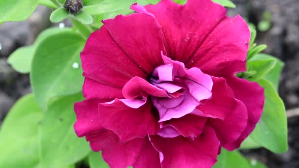 Beautiful flower petunia. — Stock Video