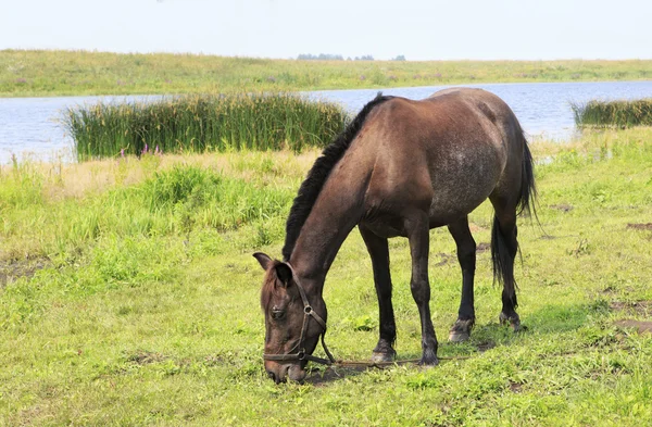 Pferd weidet in der Nähe eines Teiches. — Stockfoto