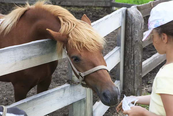 Altaï race de cheval mange un régal des mains d'un enfant — Photo