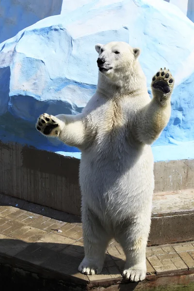 뒷발로서 있는 북극곰. — 스톡 사진