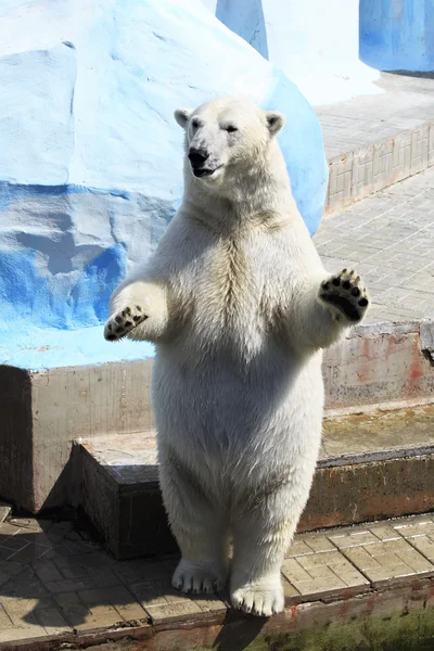 Polar bear standing on its hind legs. — Stock Photo, Image