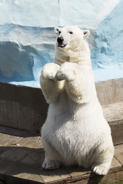 그것의 뒷 다리에 앉아 재미 있는 북극곰 — 스톡 사진