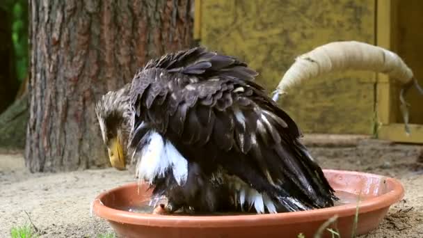 Aigle à queue blanche éclaboussant dans l'eau . — Video